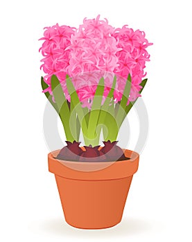 Hyacinth flower pot