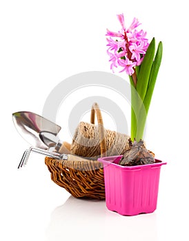 Hyacinth flower in a pot with garden tools,