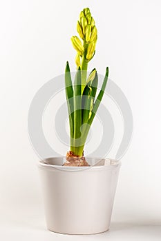 Hyacinth flower pot isolated