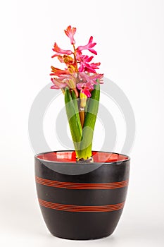 Hyacinth flower pot isolated