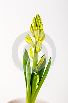 Hyacinth flower pot isolated