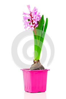 Hyacinth flower in a pot, on a white background