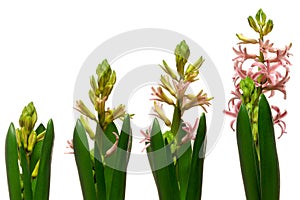 Hyacinth Flower Series