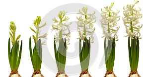 Hyacinth Flower Series