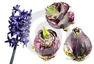 Hyacinth flower with sprouted hyacinth bulbs isolated on white