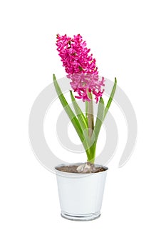 Hyacinth flower in tin pot isolated white background. Spring magenta flower