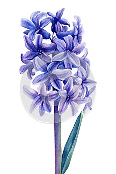 Hyacinth flower on a white background, watercolor illustration, botanical painting