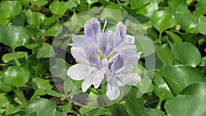 hyacinth flower wild water plant blue purple white green color