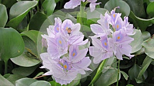 hyacinth flower wild water plant blue purple white gren color