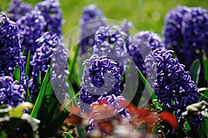 Hyacinth flowers