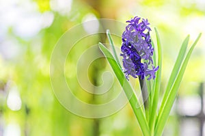 Hyacinth flowers blooming in garden