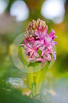 Hyacinth flowers blooming in garden