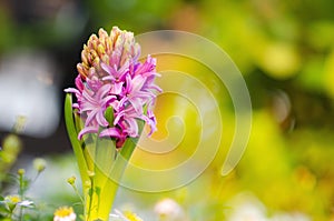 Hyacinth flowers blooming in garden