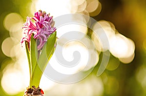 Hyacinth flowers blooming in garden