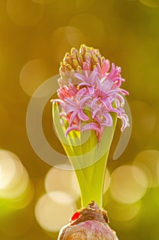 Hyacinth flowers blooming in garden