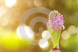 Hyacinth flowers blooming in garden