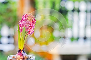 Hyacinth flowers blooming in garden