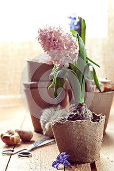 Hyacinth flowers in compostable pots and flower bulbs
