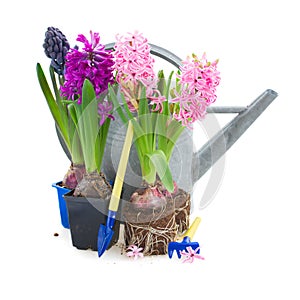 hyacinth flowers with gardening tools