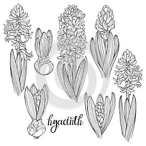 Hyacinth flowers isolated on a white background. Hand drawn vector illustration. Set of first spring flowers. Seven floral