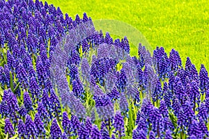 Hyacinth flowers in park Keukenhof - flower garden, Holland