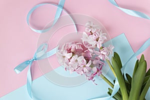 hyacinth flowers on pastel blue and pink colors with blue ribbon with copy space. Spring coming concept. Spring or
