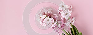 Hyacinth flowers on pastel pink colors with space for your text. Spring coming concept. Spring or summer background