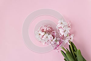 Hyacinth flowers on pastel pink colors with space for your text. Spring coming concept. Spring or summer background