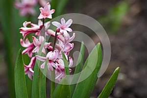 Hyacinth flowers pink flowerbed spring