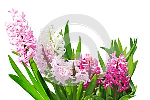 Hyacinth Flowers Plants