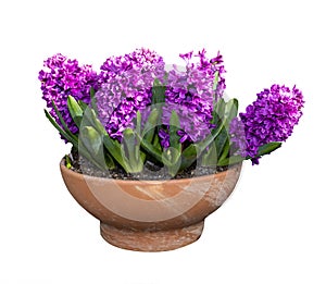 Hyacinth flowers in pot.