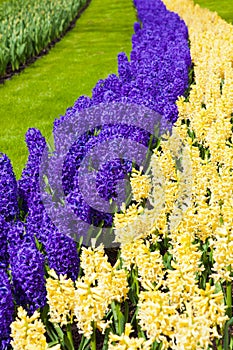 Hyacinth flowers. Spring flowers