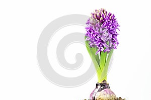 Hyacinth flowers on white background