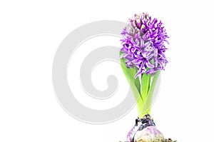 Hyacinth flowers on white background