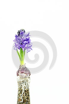 Hyacinth flowers on white background