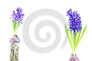 Hyacinth flowers on white background