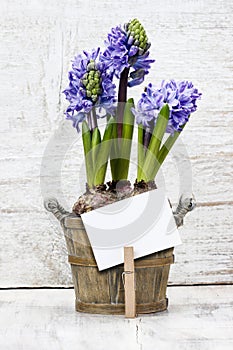 Hyacinth flowers in wooden pot