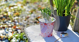 hyacinth growing in a decorative flowerpot with heart-shaped and heart on a stick