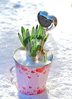 hyacinth growing in a decorative flowerpot with heart-shaped and heart on a stick in the snow