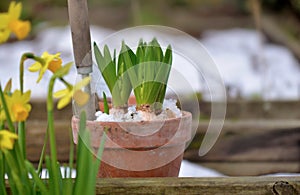 Hyacinth growing in a flower pot covered with snow and shovel next to narcissus blooming