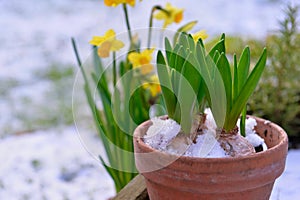 Hyacinth growing in a flower pot and narcissus covered with snow