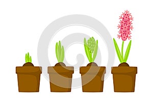 Hyacinth growth stage. Life cycle of hyacinth in a pot