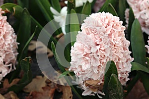 Hyacinth, Hiacynt, close up picture