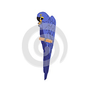 Hyacinth hyacinthine macaw. Tropical blue parrot sitting on perch. Exotic Brazilian bird eating nut. Cute funny parakeet