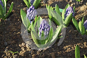 Hyacinth Hyacinthus `Delft Blauw` plant growth in the flowerbed.