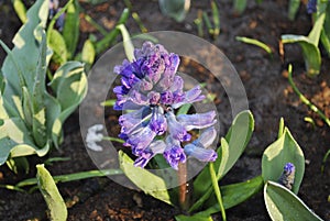 Hyacinth Hyacinthus `Delft Blauw` plant growth in the flowerbed.