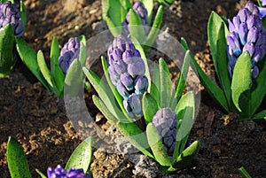 Hyacinth Hyacinthus `Delft Blauw` plant growth in the flowerbed.