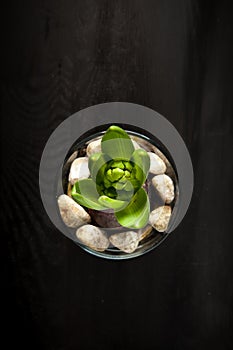 Hyacinth Hyacintus orientalis isolated on black wood Background floral design