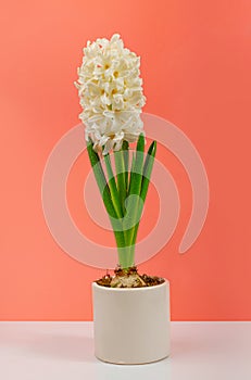 Hyacinth Isolated on Pink Background, Spring Flower Closeup with Copy Space, White Hyacinth Banner