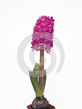 Hyacinth isolated on white